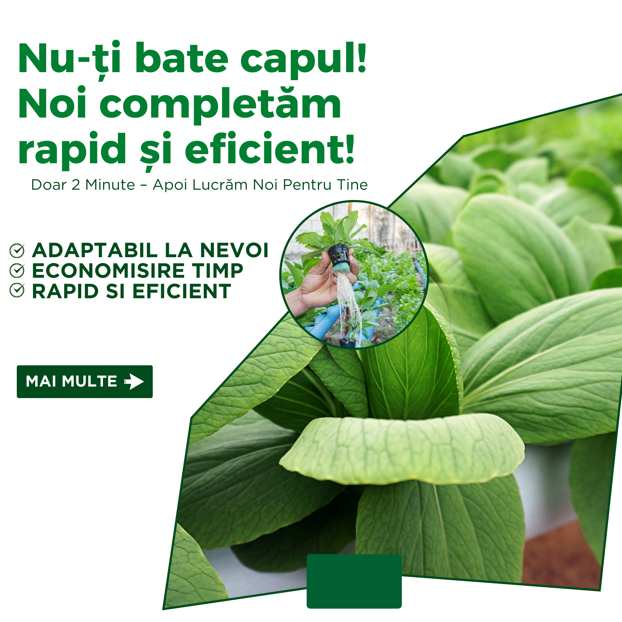 Serviciu Eco Basic
